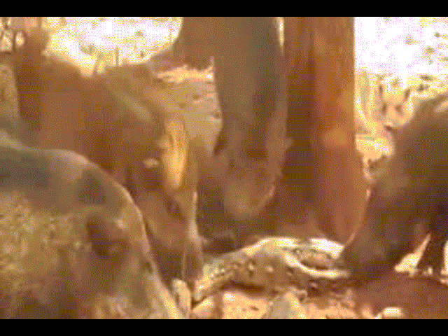 Video: Trăn siết chết con, lợn bố điên cuồng xé xác đối thủ để trả thù