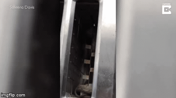 Video: Nghe tiếng rít ám ảnh trong lò nướng, hoảng hồn phát hiện con vật đáng sợ