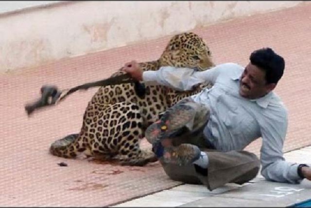 Video: Báo hoa mai nổi điên, loạn xạ lao vào khu dân cư vồ ba người bị thương