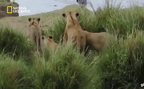 Video: Lạc vào 
