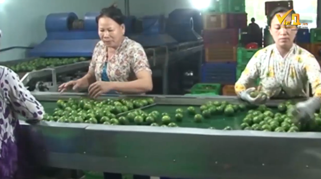 Tăng năng suất và cải thiện chất lượng là bài giải cho nền nông nghiệp phát triển