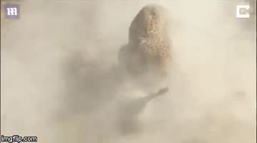 Cuộc chiến sinh tồn: Vừa chui khỏi hang, lợn rừng bị báo đốm hạ gục trong 5 giây