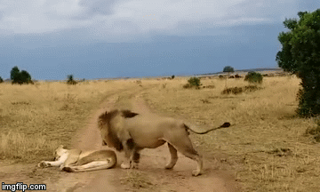 Video: Đang ngủ thì bị cắn, sư tử cái