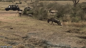 Video: Sư tử phi thân ngoạm cổ linh dương rồi vật xuống đất để ăn thịt