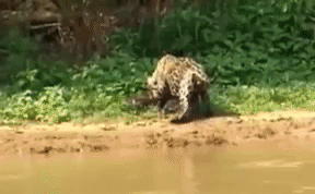 Video: Cá sấu caiman bất ngờ bị giết vì 