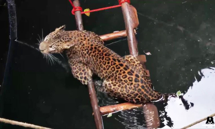 Video: Giải cứu báo hoa mai bất cẩn rơi xuống giếng sâu 9 mét