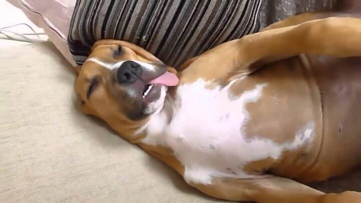 Video: Lạ lẫm chú chó nhà nằm ngủ mà ngáy vang như sấm rền