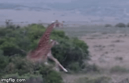 Video: Sư tử tung đòn hủy diệt quật ngã hươu cao cổ trong tích tắc