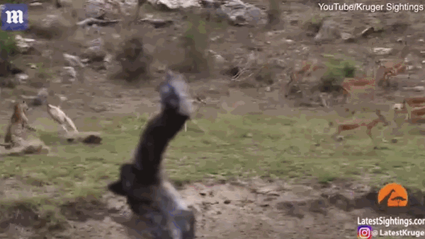 Video: Sát thủ khét tiếng mai phục tài tình rồi tung mình đoạt mạng linh dương