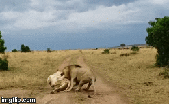 Bị đánh thức khi đang ngủ say, sư tử cái gầm rống khiến con đực co rúm sợ hãi