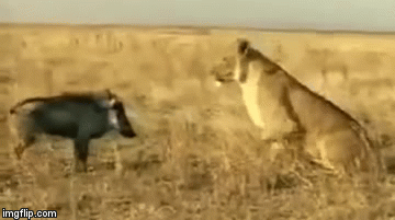 Video hiếm: Lợn rừng nổi điên phản đòn quyết liệt, sư tử cái bỏ chạy 