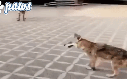 Video: Báo săn lần đầu gặp chó sói và diễn biến đầy dữ dội