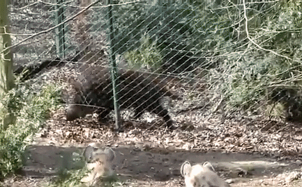 Cuộc chiến sinh tồn: Lợn rừng điên cuồng lao vào bầy linh cẩu khát máu và cái kết thê thảm