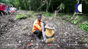 Video: Người đàn ông tay không bắt rắn hổ mang chúa dài 4 mét trong rừng