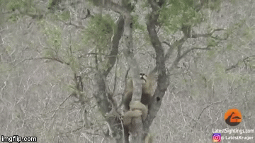 Video: Sư tử leo cây 