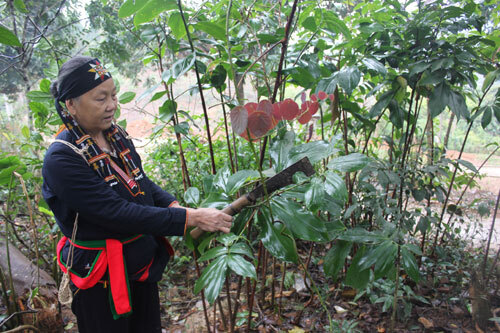 Hé lộ bài thuốc chữa dứt điểm bệnh 