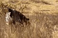 Cuộc chiến sinh tồn: Sư tử điên cuồng cắn xé con mồi, ngựa vằn ra sức kéo lê khiến kẻ thù bỏ cuộc