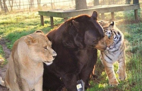 Tình bạn 18 năm của hổ, gấu và sư tử 