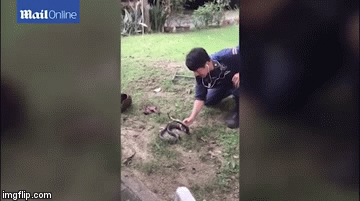 Video: Kinh hãi cảnh lính cứu hỏa tay không bắt rắn hổ mang chúa ở Thái Lan