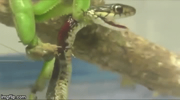 Video: Sốc nặng cảnh bọ ngựa cắn cổ rắn cỏ rồi làm thịt con mồi ngay trên cây