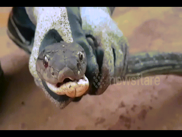 Video: Rùng mình cảnh bắt rắn hổ mang chúa 