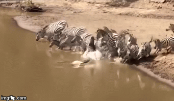 Video: Mải mê uống nước, ngựa vằn bị cá sấu ngoạm chặt chân lôi xềnh xệch xuống sông