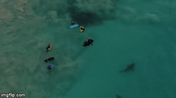 Video: Rợn người cảnh cá mập săn mồi áp sát mà nhóm sinh viên tắm biển không ai hay biết