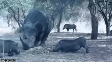 Video: Bén mảng tới ăn trộm thức ăn của tê giác, lợn rừng bị húc văng lên trời