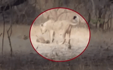 Video: Sư tử mẹ nuôi con kẻ thù, bảo vệ báo nhỏ trước nanh vuốt của sư tử đực