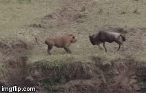 Video: Non yếu kinh nghiệm, sư tử đành ngậm ngùi nhìn linh dương xổng mất