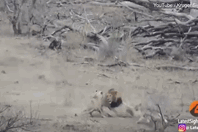 Video: Lợn lòi cao số thoát chết thần kỳ trước nanh vuốt của sư tử cái