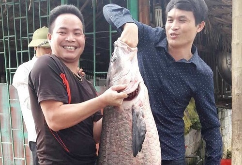 Cận cảnh con cá trắm đen 