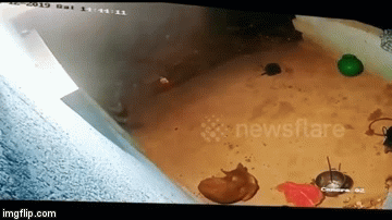 Cuộc chiến sinh tồn: Kinh hãi cảnh báo lẻn vào lò gạch vồ chết chó trong vài giây