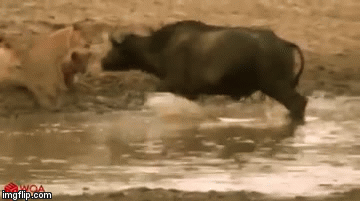 Cuộc chiến sinh tồn: Trâu rừng hợp lực đánh cho sư tử phải muối mặt bỏ đi