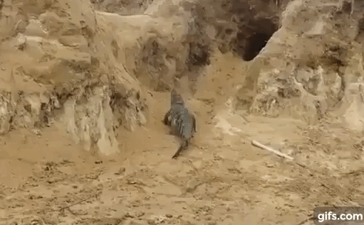 Video: Bị cá sấu tấn công, rồng Komodo bỏ lại trứng để tháo chạy