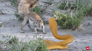 Cuộc chiến sinh tồn: Sóc ẩu đả với rắn hổ mang vàng và cái kết ngỡ ngàng