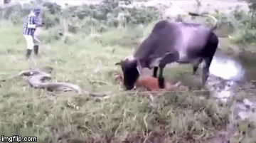 Video: Bò mẹ “nổi trận lôi đình” giày xéo trăn Anacoda vì đã giết chết bê con