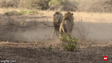 Cuộc chiến sinh tồn: Anh em sư tử đực cắn xé nhau kinh hoàng phân chia lãnh thổ