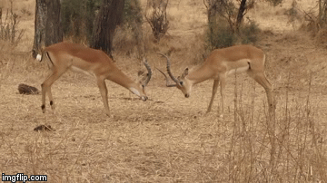 Video: 2 linh dương Impala quyết chiến điên cuồng và kết cục bất ngờ