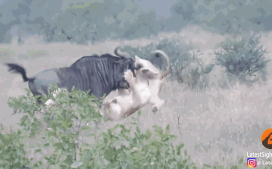 Video: Sư tử mai phục, kết liễu linh dương đầu bò rồi xé xác không thương tiếc