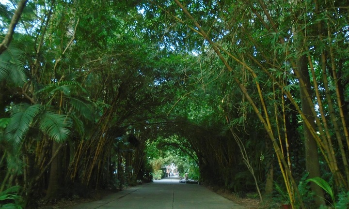 Hành trình hơn 24 năm phủ “rừng xanh” giữa lòng Hà Nội của doanh nhân người Úc