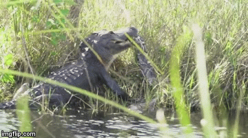 Video: Kinh hãi cảnh 