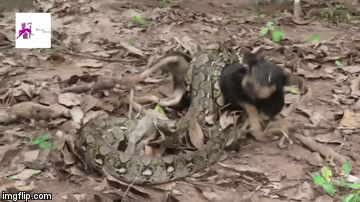 Video: Kinh hãi cảnh chó đen bị trăn khổng lồ siết chặt và cái kết bất ngờ