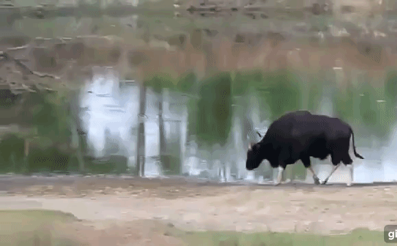 Video: Uống nước cũng không yên, hổ bị trâu rừng đuổi chạy “té khói”