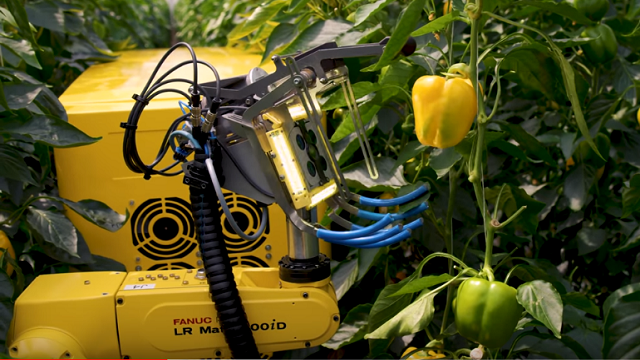 Video: Thích thú trước cảnh robot thu hoạch ớt chín trong nhà kính