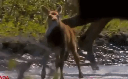 Cuộc chiến sinh tồn: Dù vừa sinh nai mẹ vẫn kịch chiến sói đói