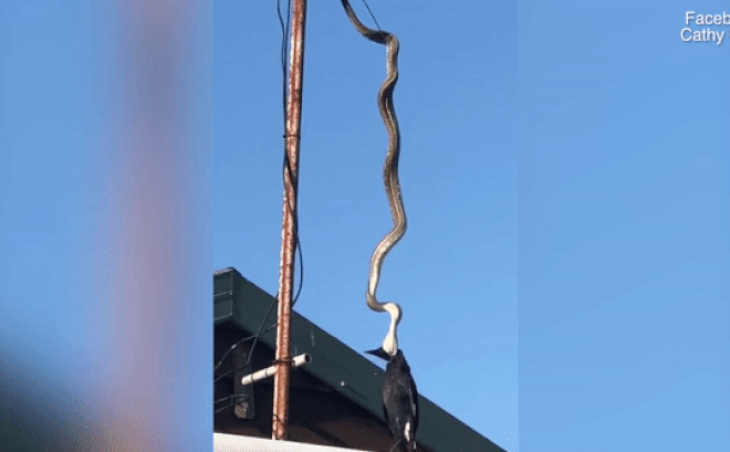 Video: Rợn người khoảnh khắc trăn dài 3 mét siết chết chim giữa không trung