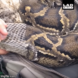 Video: Nổi da gà xem cảnh tượng trăn khổng lồ lột xác