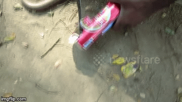 Video: Rắn hổ mang giãy giụa, giận dữ bổ nhào về phía người giải cứu mình