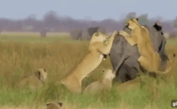 Video: Rơi vào vòng vây của 14 con sư tử đói, voi nhỏ liều mạng chiến đấu